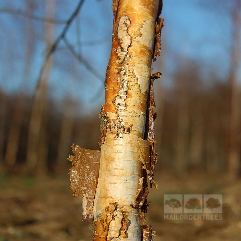 Close-up of peeling bark on a Betula Purpurea - Purple Leaf Birch Tree, set against a blurred forest background.