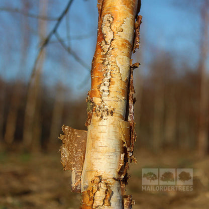 Close-up of peeling bark on a Betula Purpurea - Purple Leaf Birch Tree, set against a blurred forest background.