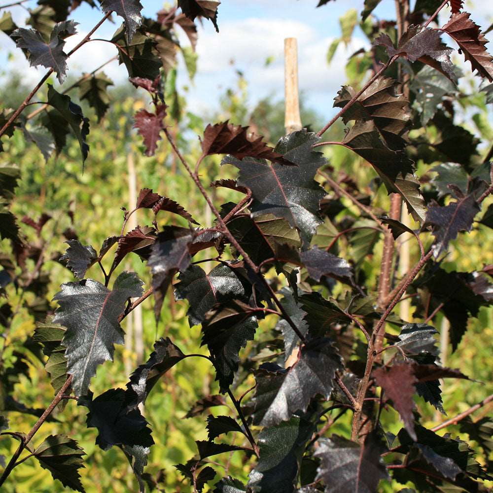 Close-up of tree branches with dark, serrated leaves against a blurred background of greenery, highlighting the striking purple leaves of the Betula Purpurea - Purple Leaf Birch Tree.