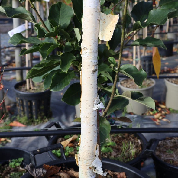 The Betula Silver Shadow - Himalayan Birch Tree, with its light bark, stands gracefully among potted plants in a nursery setting, becoming a serene focal point in the garden.