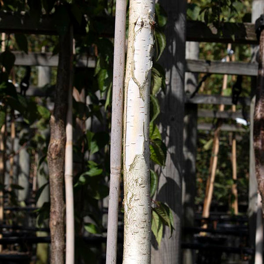 A close-up of the Betula Silver Shadow - Himalayan Birch Tree trunk, showcasing its peeling white bark in a shaded area and acting as a garden focal point. Other trees and wooden supports can be seen in the background, casting a silver shadow over the serene landscape.