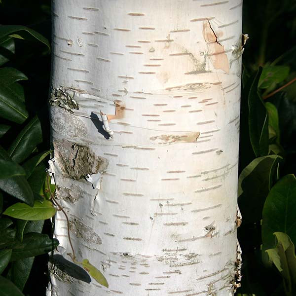 Close-up of a Betula Snow Queen - Snow Queen Birch Tree trunk, exhibiting its white peeling bark adorned with small horizontal lines and striking yellow catkins, all nestled amongst rich green leaves.