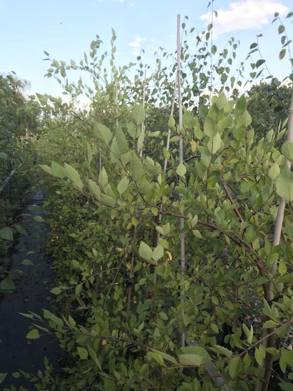 Beneath the clear blue sky, the Betula Summer Cascade - Weeping River Birch Tree rises gracefully. Its lush green leaves and slender stems are propped up by vertical poles, and subtle traces of pink peeling bark infuse a delicate charm into the vivid landscape.