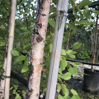 Close-up of Betula Summer Cascade - Weeping River Birch tree trunks with pink peeling bark supported by stakes, surrounded by green leaves in an outdoor setting.