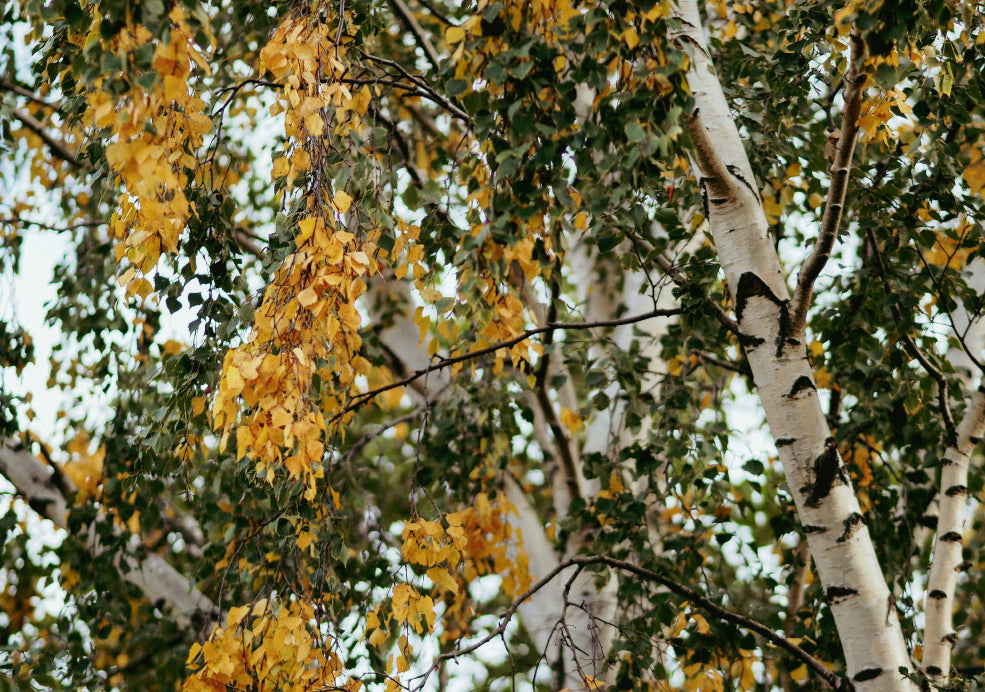 Close-up of birch trees with white bark and a mix of green and yellow leaves, signaling the transition into autumn.