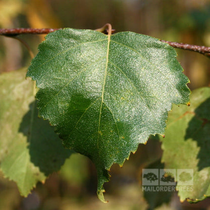 A close-up of a single green leaf on a branch of the Betula Tristis - European White Birch Tree, highlighting its serrated edge and visible veins against a blurred backdrop. The elegant silver bark of this tree adds to the serene scene.