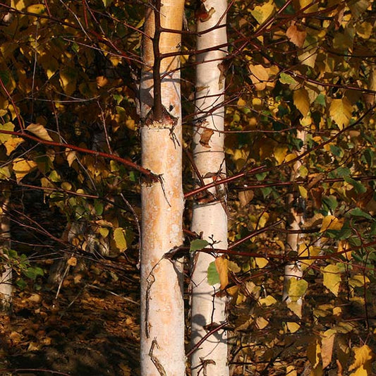 A detailed view of a Betula Tristis - European White Birch Tree with its striking silver bark, surrounded by lively autumn foliage.