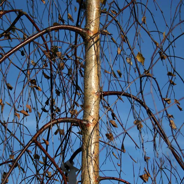 Close-up of a Betula Youngii - Young's Weeping Birch Tree trunk, with its graceful weeping branches and a few dried leaves against a clear blue sky.