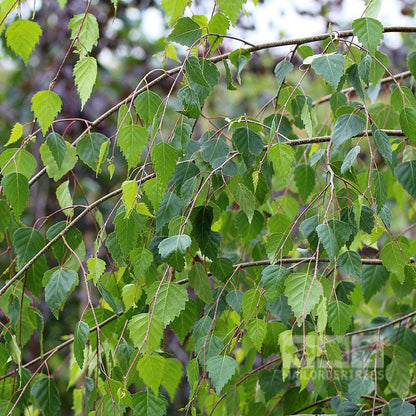 Close-up of green leaves on the elegant drooping branches of Betula Youngii - Young's Weeping Birch Tree against a blurred background.