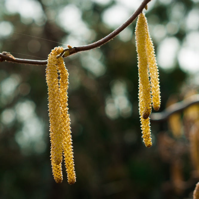 Close-up of two long yellow catkins hanging from a slender tree branch against a blurred green background, capturing the elegance of Betula Youngii - Young's Weeping Birch Tree with its graceful weeping branches.