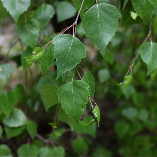 A close-up of the green leaves from the Betula Youngii - Young's Weeping Birch Tree highlights their serrated edges and pointed tips on its elegant, weeping branches, set against a blurred background.