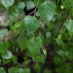 Betula Youngii - Young's Weeping Birch Tree