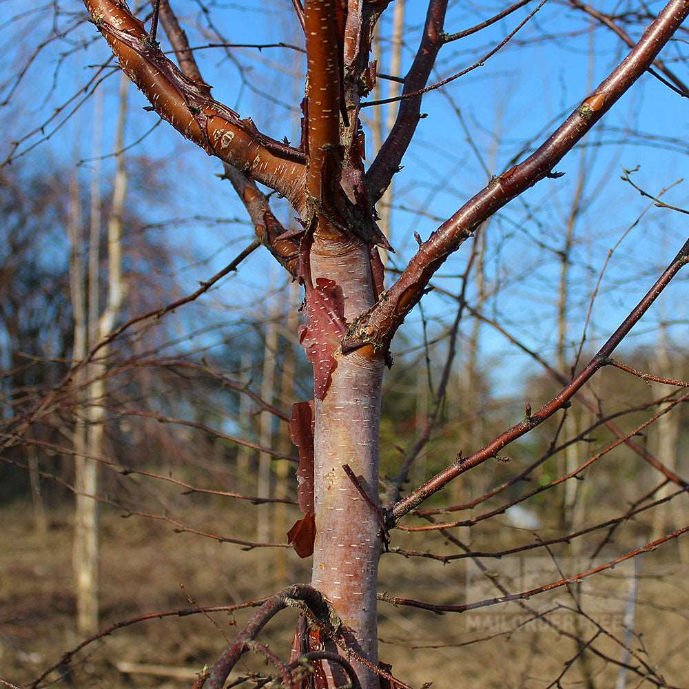 A close-up of a Betula albo-sinensis - Chinese Paper Birch Tree trunk highlights its peeling, reddish-brown bark, surrounded by bare branches against a clear blue sky.