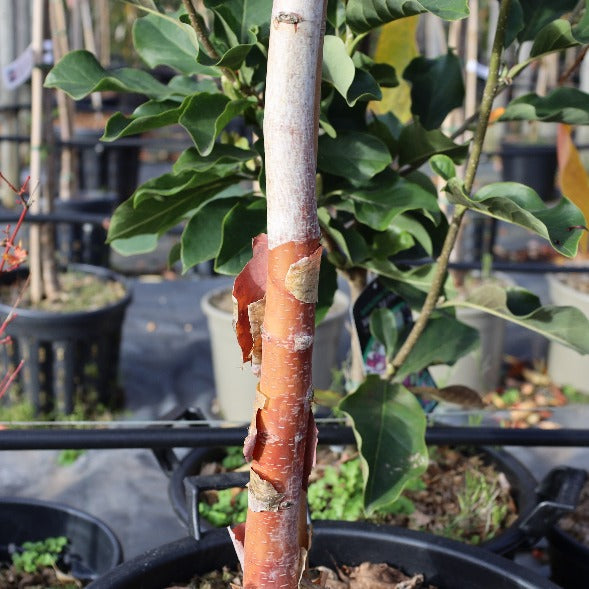 A young Betula albo-sinensis Kansu, known as the Chinese Red Birch, with its coppery pink bark is displayed in a black pot amid other potted plants, adding winter interest to the nursery setting.