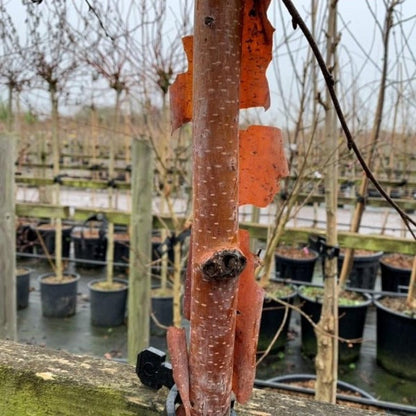 Close-up of a Betula albo-sinensis Kansu - Chinese Red Birch tree trunk, highlighting its peeling, coppery pink bark in a nursery setting, surrounded by potted plants and wooden supports that enhance the winter interest in the background.