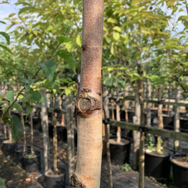 Close-up of a birch tree trunk and branch in a nursery setting, its ornamental bark standing out amidst rows of potted Betula albo-sinensis Pink Champagne - Chinese Red Birch trees in the background.