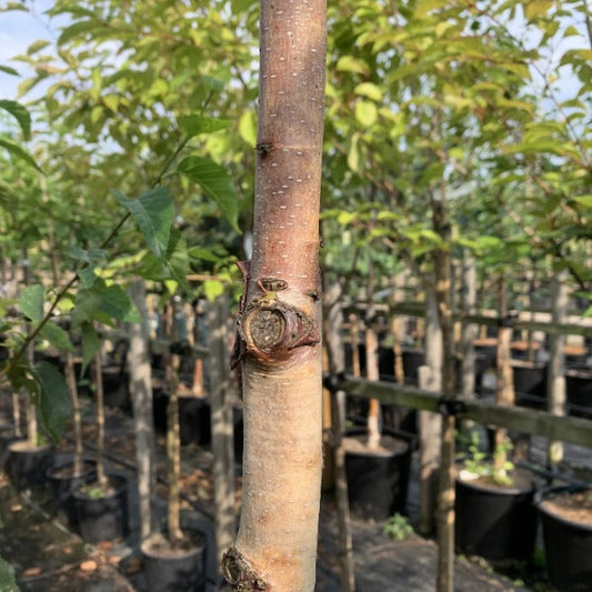 Betula albo sinensis Pink Champagne - Chinese Red Birch