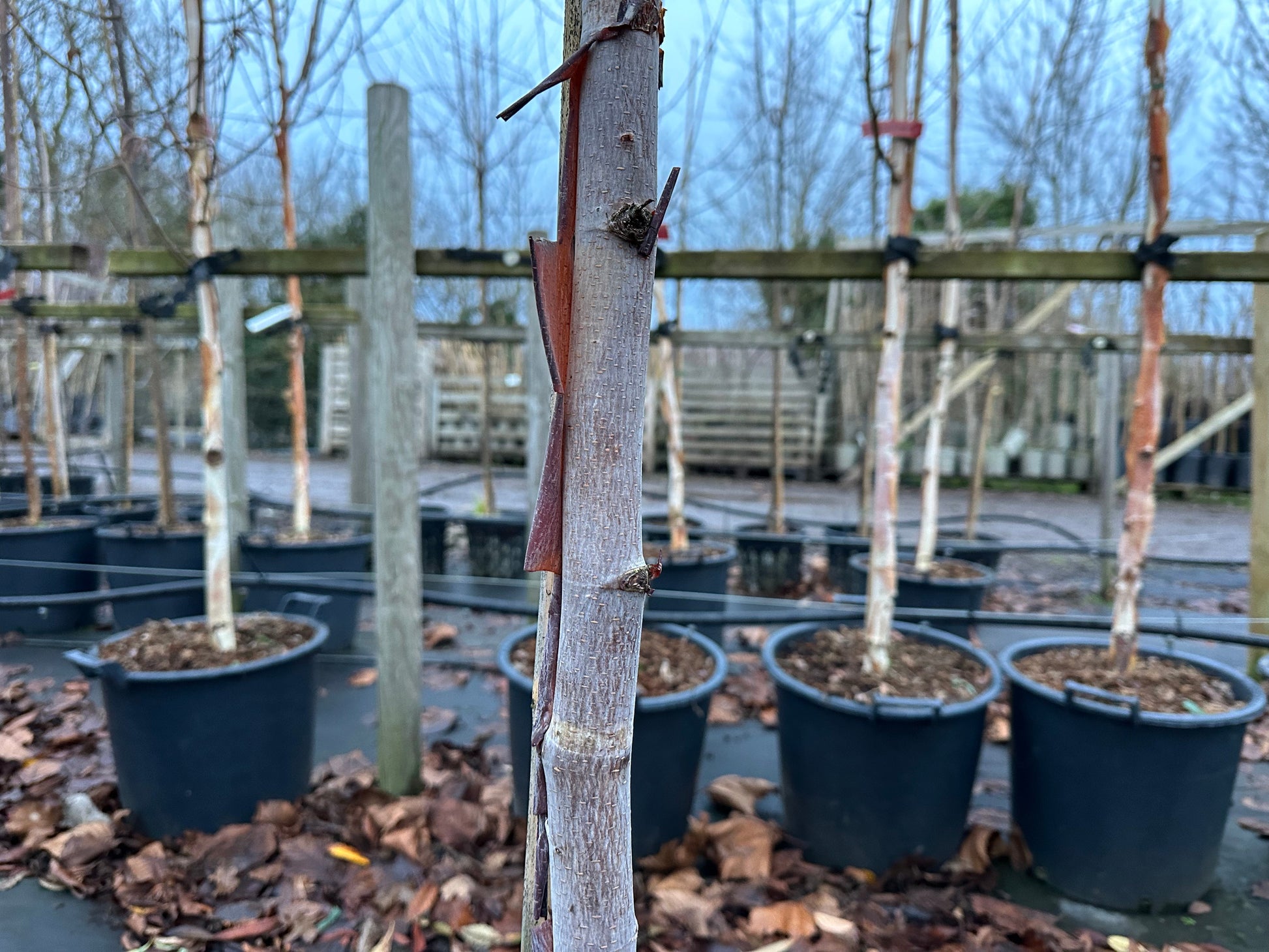 Rows of young Betula albo-sinensis septentrionalis - Chinese Red Birch trees in pots lined up outdoors, their bark displaying signs of grafting and peeling. Fallen leaves cover the ground, accentuating the beauty of this ornamental tree.