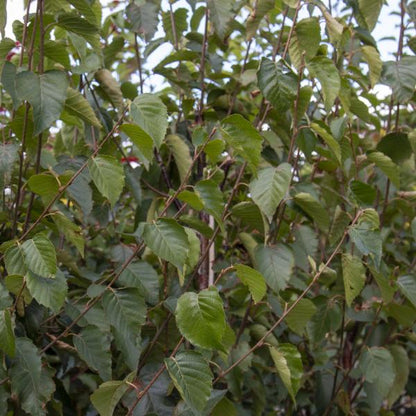 Dense foliage of a screening Betula albosinensis Fascination with green leaves and thin branches, highlighted by its distinctive orange-red peeling bark.