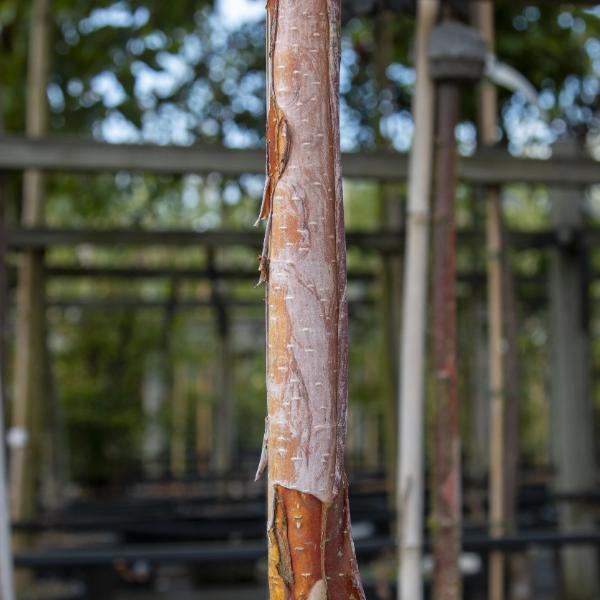 Close-up of a Betula albosinensis Fascination, the Chinese Red-Barked Birch Tree, featuring its distinctive orange-red peeling bark, set against a blurred background of wooden structures and green foliage.