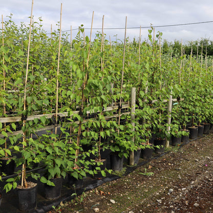 In a nursery garden, rows of young trees, featuring the distinct Betula ermanii Mount Zao Purple - Purple Bark Himalayan Birch, are supported by bamboo stakes and arranged neatly, promising vibrant autumn colour.