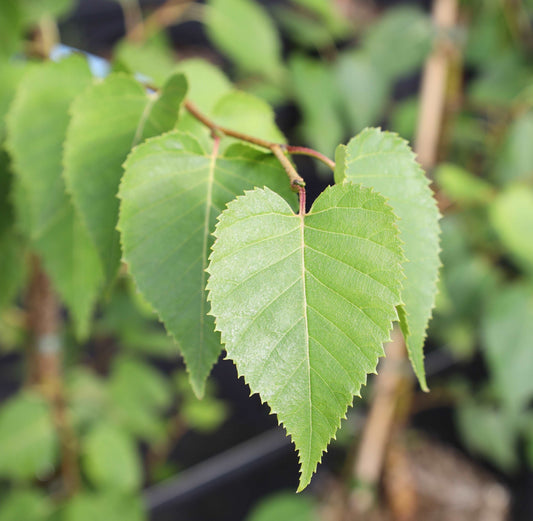 Close-up of two green, heart-shaped leaves with serrated edges on a branch, highlighting the distinctive Betula ermanii Mount Zao Purple - Purple Bark Himalayan Birch in the background.