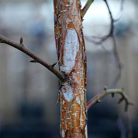 Close-up of a Betula ermanii - Swedish Birch Tree trunk with peeling bark and a few bare branches against a blurred background.