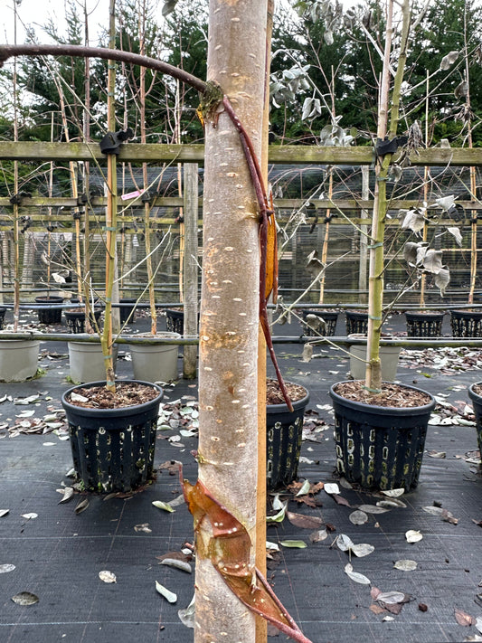 A Betula jermyns - Himalayan Birch, potentially an ornamental specimen with a grafted trunk, stands in a nursery. Its white bark adds elegance to the display, surrounded by potted plants on a sleek black surface.