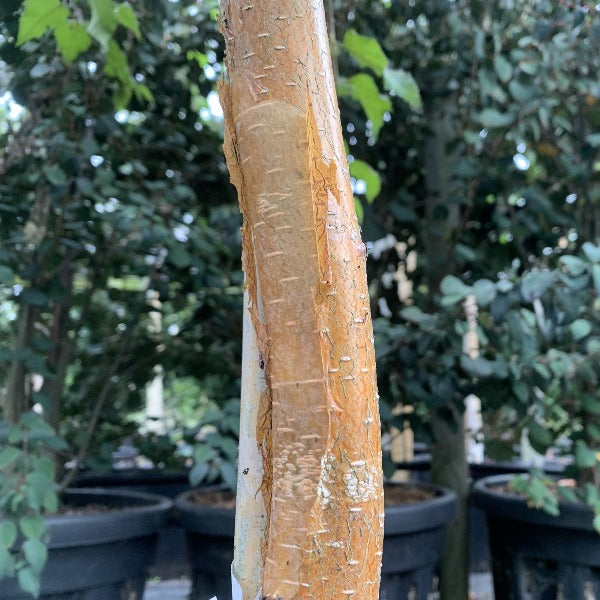 A Betula nigra Black Star - River Birch Tree, with its distinctive peeling bark, stands against a backdrop of other potted plants.