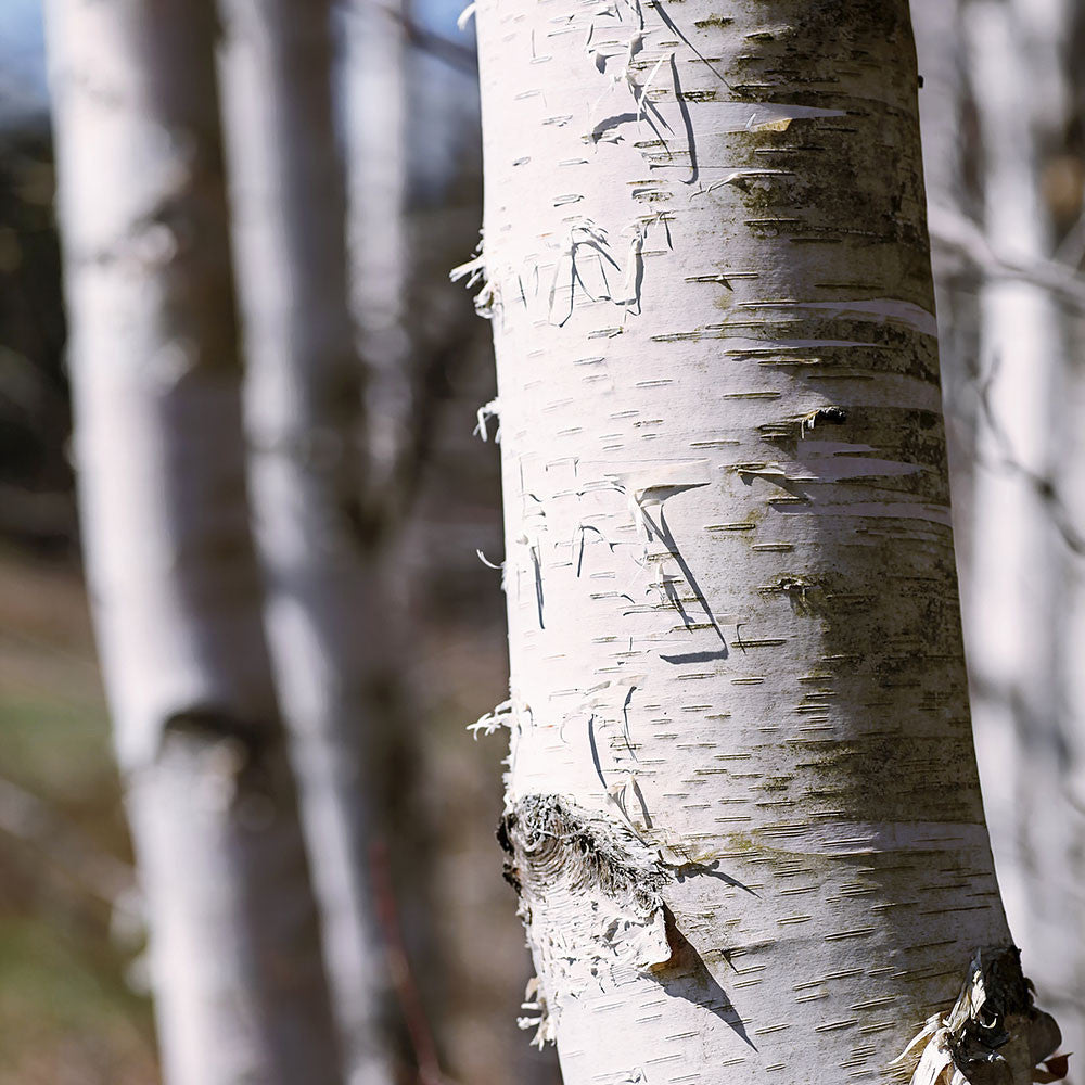 Close-up view of a Betula papyrifera trunk, showcasing its distinctive white bark with horizontal lines and peeling layers.