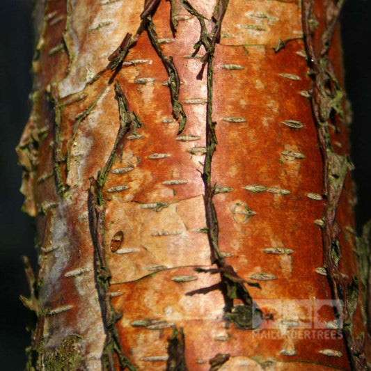 Close-up of a Betula papyrifera trunk displaying its reddish-brown bark with small horizontal lines and patches of green moss.