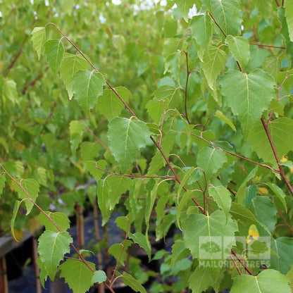 Close-up of lush green birch leaves on thin branches, set against the ornamental bark of a graceful Betula pendula, Silver Birch Tree from the Mix and Match collection in the background.