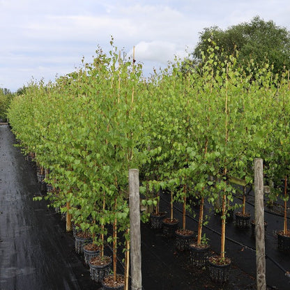 Pots of Betula pendula - Silver Birch trees from our Mix and Match collection are neatly lined up on a black tarp, their elegant native branches extending towards the cloudy sky, with a backdrop of vibrant green trees.