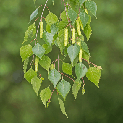 A branch of the elegant Betula pendula, known as the Silver Birch Tree - Mix and Match, showcases its ornamental bark adorned with green leaves and dangling catkins against a blurred backdrop.