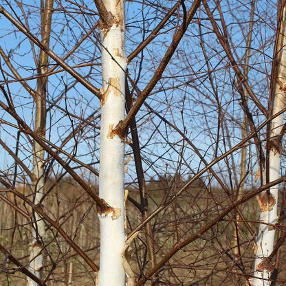 With its elegant white bark and slender branches stretching towards the sky, the Betula pendula - Silver Birch Tree - Mix and Match is a stunning native tree.