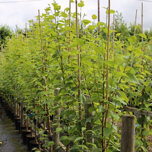 Betula utilis Forest Blush - Himalayan Birch Trees with green leaves are staked and flourishing in black pots, their ornamental bark imparting a touch of elegance.