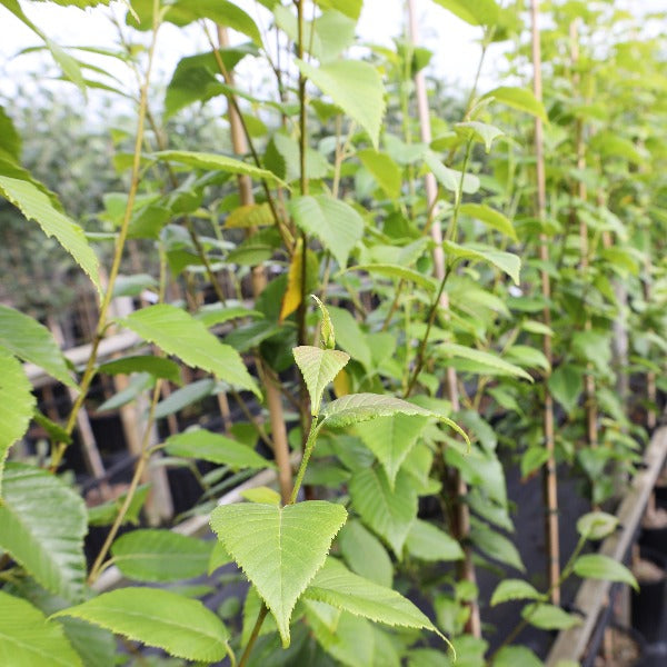 Young green plants with pointed leaves thrive in the nursery, accompanied by the striking Betula utilis Forest Blush - Himalayan Birch Tree, celebrated for its ornamental, elegantly peeling bark.