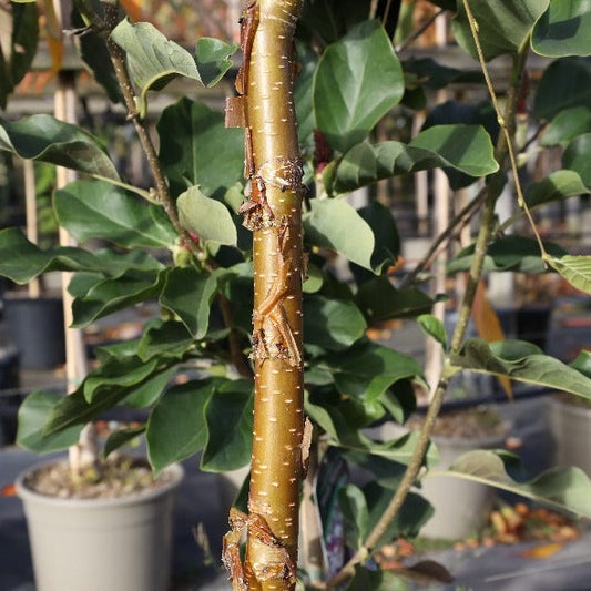 Close-up of a Betula utilis Nepalese Orange - Birch Tree branch with peeling bark and green leaves, set against a background of potted plants.