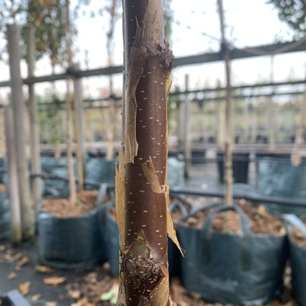 Close-up of a Betula utilis Wakehurst Place Chocolate birch trunk with its ornamental bark gracefully peeling in a nursery, surrounded by other potted trees.