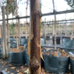 Betula utilis Wakehurst Place Chocolate - Birch Tree