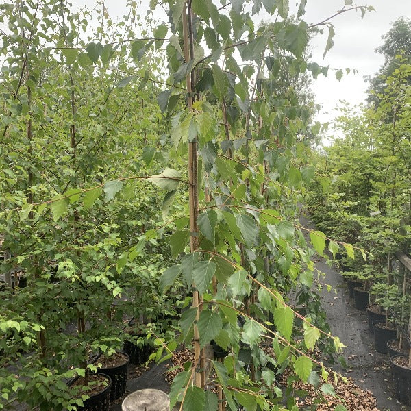 Rows of Betula utilis jacquemontii Long Trunk - Silver Birch trees in pots were lined up in an outdoor nursery under a cloudy sky, their sparkling white bark subtly gleaming despite the overcast day.