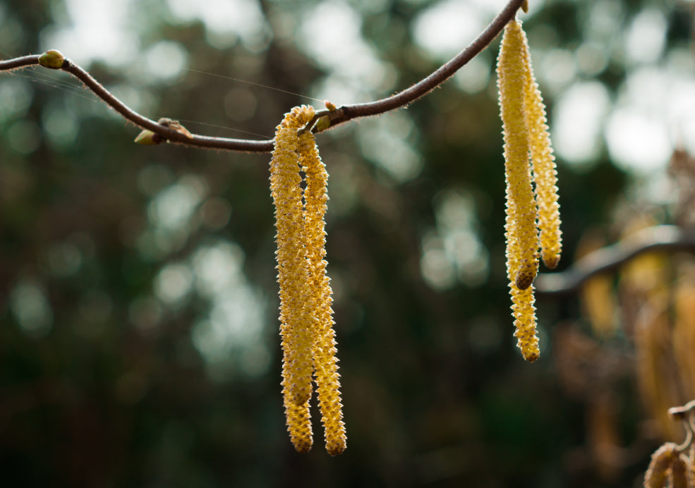 Close-up of yellow catkins hanging from a tree branch against a blurred background.