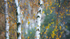 Three birch trees with white bark stand among yellow and green autumn leaves, set against a blurred background.