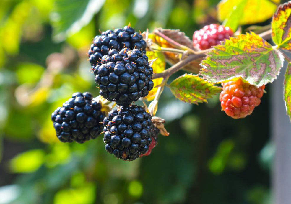 Blackberries: A Taste of the British Countryside.