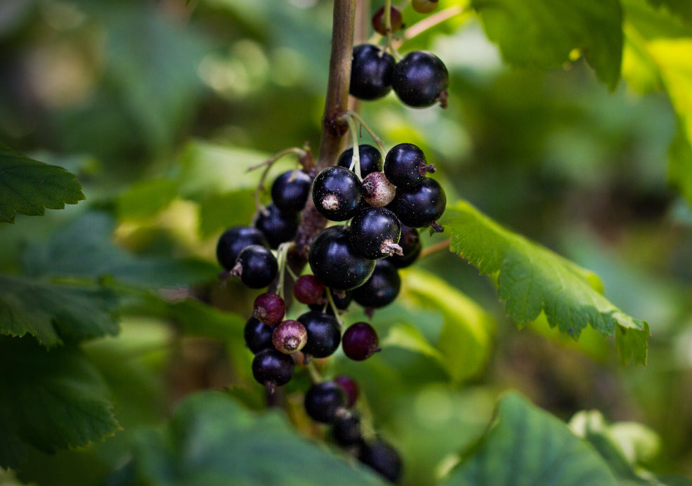 Blackcurrants: A True British Favourite.