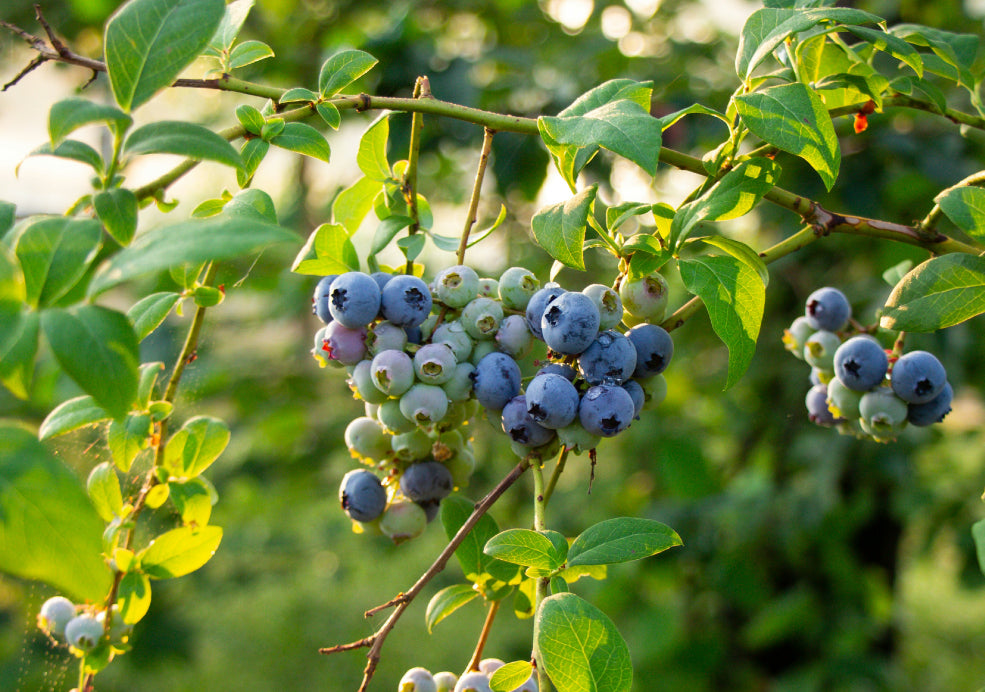 Blueberries: A Taste of the Heathland in Your Garden.