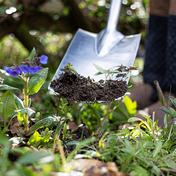 The Border Spade - Stainless Steel efficiently moves soil in your garden, surrounded by lush green plants and a vibrant purple flower. This rust-resistant tool guarantees durability while enhancing the aesthetic of your outdoor area.