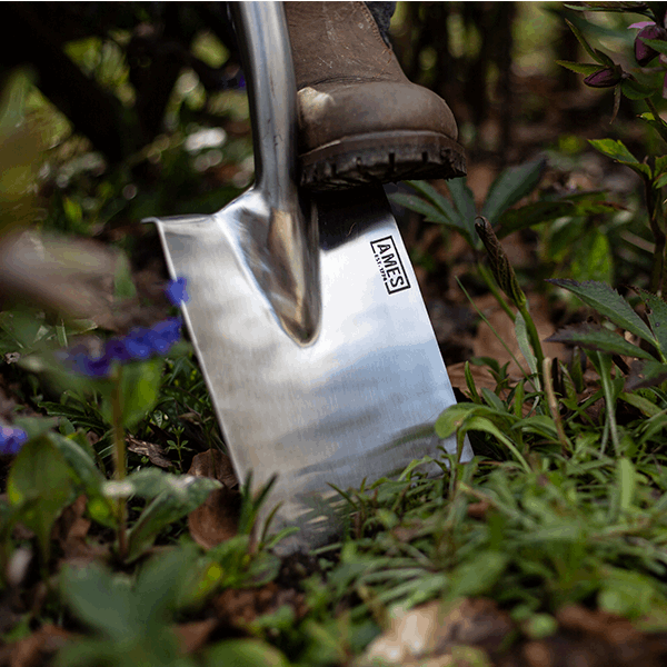 In a garden filled with vibrant green plants and purple flowers, a boot presses down on the rust-resistant Border Spade - Stainless Steel. The tool gleams in the sunlight, ideal for precision planting tasks.