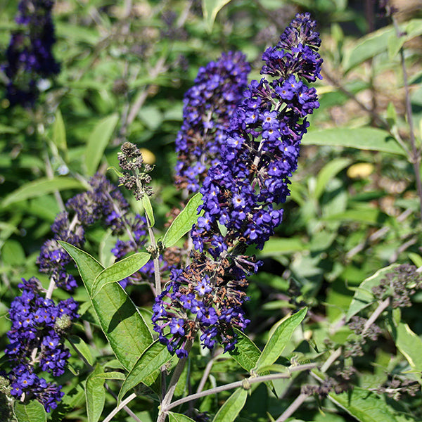 The Buddleja Adonis Blue Adokeep, known as the Butterfly Bush, boasts purple-blue flowers in elongated clusters amidst green leaves, making it an ideal fragrant shrub for attracting butterflies to any garden.