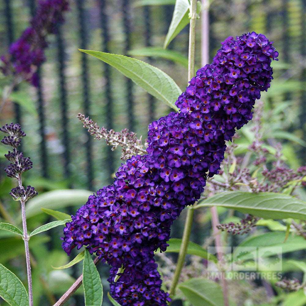 Close-up of a Buddleja Black Knight - Butterfly Bush flower cluster, featuring deep purple flowers with small petals and lush green leaves that irresistibly attract butterflies.